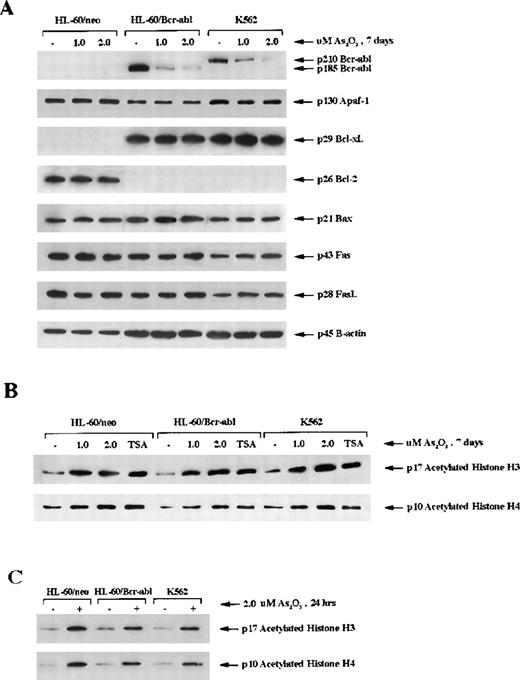 Fig. 5. Intracellular level of protein modulators of apoptosis and acetylation of histones H3 and H4. / (A) Western blot analysis of the levels of Bcr-abl, Apaf-1, Bcl-xL, Bcl-2, Bax, Fas receptor (Fas), and Fas ligand (FasL) in HL-60/neo, HL-60/Bcr-Abl, and K562 cells. β-Actin was used as a control for equal protein loading. (B) Western blot analysis of acetylated histones H3 and H4 in response to treatment with As2O3 (1 or 2 μmol/l for 7 days). (C) Western blot analysis of histone H3 and H4 after treatment with 2 μmol/L As2O3 for 24 hours. Hyperacetylation was detected by the use of antibody against acetylated histone H3 and H4. Histones were acid-extracted from the indicated cell lines after exposure to As2O3. The histone deacetylase inhibitor trichostatin A (150 nmol/L, 24 hours) was used as a positive control.