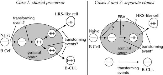 Fig. 4. Scenarios for the generation of B-CLL and associated HRS-like cells. / Horizontal bars schematically depict rearranged V region genes, and vertical bars depict somatic mutations. The shaded area represents a germinal center.