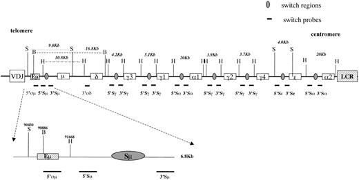 Fig. 1. IgH locus at 14q32. / Top, IgH locus organization showing the localization of the switch probes and of the restriction enzymes (vertical lines) used for the Southern blot assay. Because there is no conventional switch region upstream of Cδ, the 5′ςμ and 3′ςδ probes were used to detect δ rearrangements. Distances between restriction sites in germline configuration are also represented. H = HindIII, B = BglII, S = SphI, LCR = locus control region. Bottom, Enlargement of the intronic enhancer region (Eμ). Numbers above the restriction sites indicate their postions in the GenBank sequence HSIMMDL.