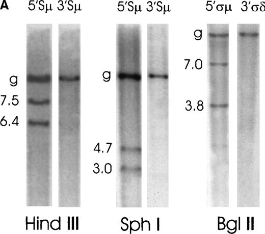 Fig. 2. Southern blot analysis of switch μ/δ regions in MALT lymphoma cases No. 2 and No. 1. / Genomic DNA was digested with the indicated restriction enzymes, electrophoresed, blotted, and probed sequentially with various switch probes shown above each lane. Illegitimate switch recombination fragments are indicated by the molecular weight and germline fragments by a “g.” Seizes of the expected germline bands are reported in Figure 1. (A) Case No. 2 shows 2 illegitimate switch fragments identified by the 5′Sμ probe on a HindIII and SphI digest and 2 fragments identified by the 5′ςμ probe on a BglII digest. (B) Case No. 1 shows 1 illegitimate switch fragment identified by the 5′Sμ probe on a HindIII digest and 1 illegitimate fragment on an SphI digest, which is identified also by the 3′Sμ probe. This case shows other 2 illegitimate switch fragments with a 5′ςμ probe on a BglI digest.