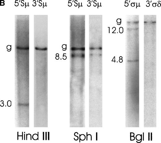 Fig. 2. Southern blot analysis of switch μ/δ regions in MALT lymphoma cases No. 2 and No. 1. / Genomic DNA was digested with the indicated restriction enzymes, electrophoresed, blotted, and probed sequentially with various switch probes shown above each lane. Illegitimate switch recombination fragments are indicated by the molecular weight and germline fragments by a “g.” Seizes of the expected germline bands are reported in Figure 1. (A) Case No. 2 shows 2 illegitimate switch fragments identified by the 5′Sμ probe on a HindIII and SphI digest and 2 fragments identified by the 5′ςμ probe on a BglII digest. (B) Case No. 1 shows 1 illegitimate switch fragment identified by the 5′Sμ probe on a HindIII digest and 1 illegitimate fragment on an SphI digest, which is identified also by the 3′Sμ probe. This case shows other 2 illegitimate switch fragments with a 5′ςμ probe on a BglI digest.