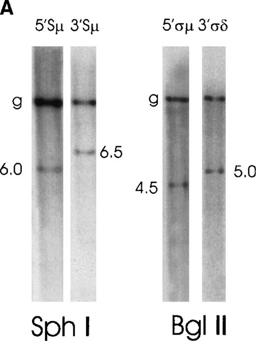 Fig. 5. Southern blot analysis of switch regions in 2 patients with “high-grade” MALT lymphoma. / (A) Case No. 6 shows 2 illegitimate switch fragments identified by the 5′Sμ probe and by the 3′Sμ probe on an SphI digest. Two additional illegitimate switch fragments are identified by the 5′ςμ and the 3′ςδ probes on a BglII digest. (B) Case No. 7 presents 1 illegitimate 3′Sμ fragment, 3 5′Sγ fragments (2 of them cohybridize with the 3γ probe), and 1 3′Sα fragment, all on HindIII digest.