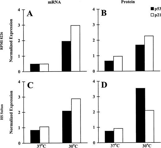 Fig. 3. Induction of p53 and p21 transcription and expression by CD40 activation of RPMI 8226 and HS Sultan MM cell lines. / RPMI 8226 (A, B) and HS Sultan (C, D) cells were cultured in media and with formalin-fixed NIH3T3/CD40LT, NIH3T3/wt, or NIH3T3/vt at 37°C or 30°C for 72 hours. p53 and p21 mRNA expression (A, C) was assayed using RPA; p53 and p21 protein expression (B, D) was assayed using Western blotting. β-Actin probe and DM 1A anti-tubulin mAb served as controls for RPA and Western blotting, respectively. The relative intensity of expression was assessed using imaging densitometry and was normalized against expression in control cells cultured in media without NIH3T3/CD40LT. Relevant data of CD40-triggered tumor cells are presented as normalized mRNA or protein expression.