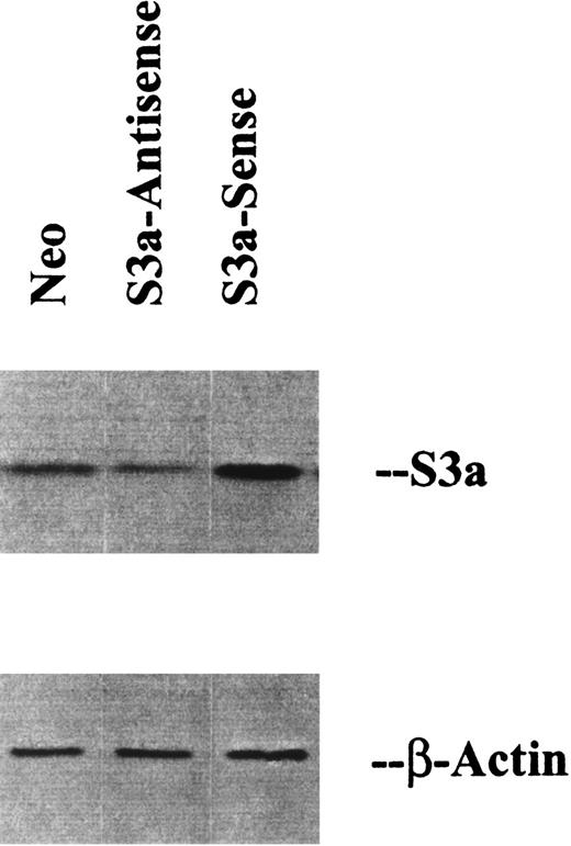 Fig. 1. Western blots of lysates prepared from U937 cells transfected with vector alone (neo) or with S3a in the sense or antisense orientation. / The blots were also stained for β-actin as a loading control.