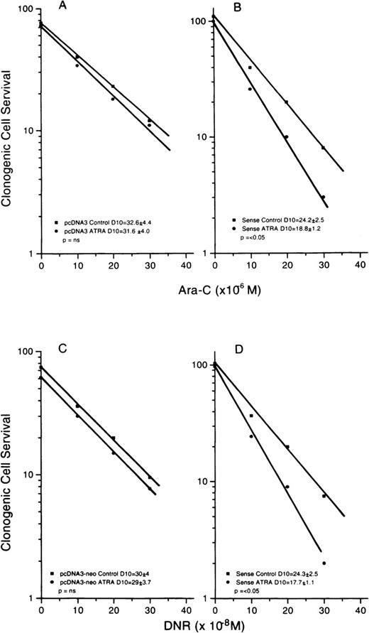 Fig. 7. Survival curves for U937 cells transfected with empty vector (neo) or S3a in the sense orientation, exposed to ara-C (top panels) or DNR (bottom panels) with or without previous exposure to ATRA (10−7 mol/L) before drug. / For the parental cells, there was no significant change in D10 (A) or the cells became more resistant (C). For 1302 cells, D10 values were decreased significantly after ATRA for cells exposed to ara-C (B) or DNR (D). S3a transfectants in the sense orientation showed sensitization to ara-C and DNR, whereas controls showed no effect of ATRA. Curves for transfectants in the antisense orientation were similar to those for controls and are not shown.