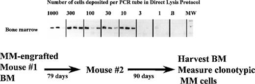 Fig. 7. Self-renewal of MM stem cells in primary host mice, as measured by their ability to transfer MM to a naive secondary host. / A NOD SCID mouse was injected with aggressive myeloma cells from patient 1. When this primary host developed end stage disease at day 79, it was killed and the BM harvested. The BMC were then injected into a second naive NOD SCID recipient (secondary host) to determine whether or not MM stem cells had been regenerated while resident in the primary host BM. The frequency of clonotypic cells in the secondary recipient was determined using the cellular limiting dilution assay. 1000 to 1 BMC from the secondary host were deposited in a 3-fold series into PCR tubes for direct lysis and RT-PCR. The BMC had intact mRNA as measured by the amplification of histone transcripts in separate aliquots of 1 to 1000 cells.