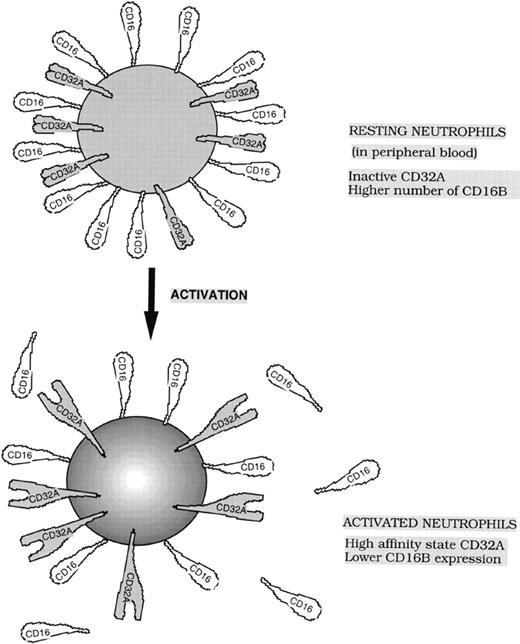 Fig. 7. Model showing the functional states and expression levels of low-affinity Fcγ receptors, CD32A and CD16B, on resting and activated neutrophils.
