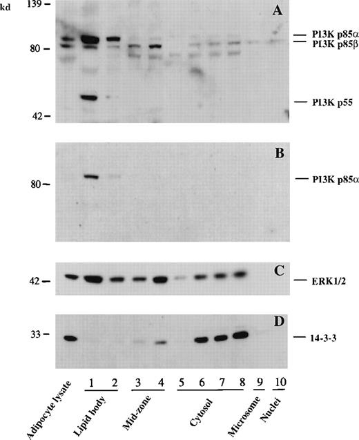 Fig. 3. Colocalization of PI3K p55, p85, and p85β to lipid bodies of murine RAW cells. / Lipid body and other subcellular fractions were isolated from RAW cells as described in “Materials and Methods.” A positive control adipocyte lysate (100 μg) and proteins (20 μg) from each subcellular fraction of RAW cells were electrophoresed and immunoblotted with anti-PI3K p85 mAb (A), a PI3K p85α specific pAb (B), an anti-MAP kinase anti-pan ERK mAb (C), and an anti-protein 14-3-3β pAb (D).