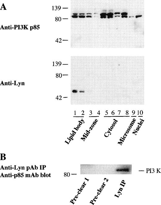 Fig. 4. Association of PI3K with Lyn kinase in lipid bodies of PMN leukocytes. / (A) Localization of PI3K and Lyn kinase in lipid bodies of PAF-primed PMN leukocytes. PMN leukocytes were preincubated with PAF (0.5 μmol/L) for 1 hour at 37°C to induce lipid body formation before subcellular fractionation. Proteins were then concentrated from each subcellular fractions by TCA precipitation, and 20 μg from each fraction were electrophoresed and immunoblotted with an anti-PI3K p85 mAb and anti-Lyn kinase pAb. (B) Physical association of Lyn kinase with PI3K in lipid bodies of activated PMN leukocytes. PMN leukocytes were pretreated with arachidonic acid (20 μmol/L) for 30 minutes before subcellular fractionation. Lyn kinase in the lipid body fraction (1.0 mL) was sequentially immunoprecipitated with nonimmune control rabbit antibody twice (preclear 1 and 2), followed by immunoprecipitation with 5 μg of anti-Lyn kinase rabbit pAb. The precipitates were electrophoresed and immunoblotted with anti-PI3K p85 mAb and developed with HRP-conjugated goat antimouse antibody.