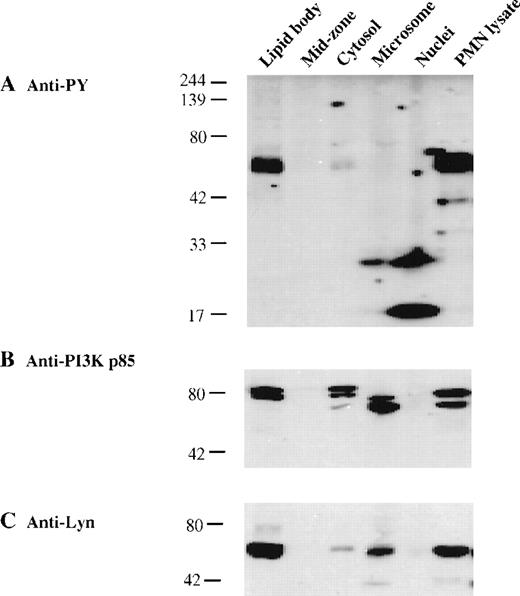 Fig. 5. Compartmentalization of phosphorylated Lyn kinase with PI3K in lipid bodies of human PMN leukocytes. / PAF-pretreated PMN leukocytes were stimulated with GM-CSF (60 ng/mL) for 10 minutes before subcellular fractionation. Proteins from the lipid body and other subcellular fractions (20 μg each) and a PMN leukocyte cell lysate (200 μg) were electrophoresed and transferred to membranes for immunoblotting. (A) Phosphotyrosine proteins were detected with antiphosphotyrosine mAb 4G10. PI3K p85 (B) was detected with anti-PI3K p85 mAb, and Lyn kinase (C) was detected with an anti-Lyn kinase pAb.