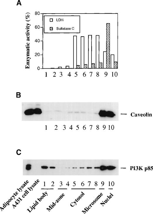 Fig. 6. Association of PI3K with lipid bodies independent of caveolae in endothelial cells. / Endothelial cells were subjected to subcellular fractionation as described in “Materials and Methods.” Lipid body fractions were identified microscopically by their content of Nile red staining lipid bodies. Fractions were assayed for LDH and sulfatase C activities as cytosolic and microsomal markers, respectively (A). Equal amounts of protein (20 μg) concentrated from each subcellular fraction and from control cell lysates were electrophoresed and immunoblotted with anti-caveolin mAb (B) or anti-PI3K p85 mAb (C). Similar results were obtained from 3 independent experiments.