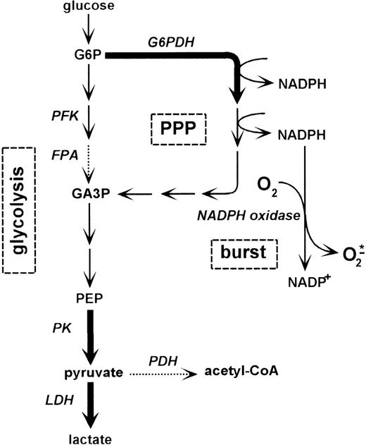 Fig. 3. Schematic representation of the relationship between glycolysis, pentose phosphate pathway, and formation of oxygen radicals by NADPH oxidase. / The form of arrows indicates the specific enzyme activities in PMNs as determined previously by Fauth et al17: thick arrows correspond to an activity of 400 to 2000 mU/mg; dashed arrows correspond to an activity lower than 100 mU/mg. Abbreviations: PPP, pentose phosphate pathway; G6P, glucose 6-phosphate; G6PDH, glucose 6-phosphate dehydrogenase; PFK, phosphofructokinase; FPA, fructose-1,6-bis-phosphate aldolase; GA3P, glyceraldehyde 3-phosphate; PEP, phosphoenolpyruvate; PK, pyruvate kinase; LDH, lactate dehydrogenase; PDH, pyruvate dehydrogenase.