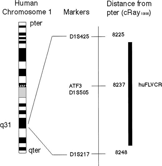 Fig. 3. Schematic representation of the physical location of human FeLV-C cell surface receptor (huFLVCR) gene on human Chromosome 1. / The chromosomal location of huFLVCR was determined, by polymerase chain reaction analysis of the Stanford Radiation hybrid panel G3, to lie within 11 cRay10 000 of D1S505 with a logarithm of odds score of 11.12. The only previously identified gene mapping to this interval is the transcription factor Activating Transcription Factor 3. For Chromosome 1 with the G3 RH panel, 1cRay10 000 is ∼26 kb.