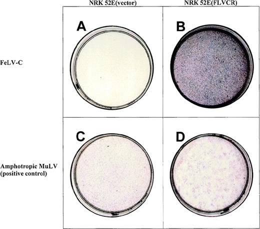 Fig. 1. Expression of the 1.8-kb cDNA allows NRK 52E to become susceptible to infection by a feline leukemia virus-C (FeLV-C) pseudotype LAPSN vector. / The NRK 52E cells in panel a contain the control vector MSCVneo, cannot be infected by the FeLV-C pseudotype LAPSN vector, thus fail to express human alkaline phosphatase, and are white. The NRK 52E cells in panel b contain MSCV (1.8 kb)neo, express FeLV-C cell surface receptor, and are readily infectable by the FeLV-C pseudotype LAPSN vector, as evidenced by their purple stain. Cells infected with the amphotropic pseudotype LAPSN vector stain purple (panels c and d). NRK-52E cells not exposed to virus do not express human alkaline phosphatase and are white (data not shown). The concentration of the FeLV-C pseudotype vector was 10 × that of the amphotropic murine leukemia virus pseudotype vector in this study. Formal titers are shown in Table 1.