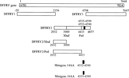 Fig. 3. Location of DFFRY deletion mutants and HLA-A1 HY epitope-encoding minigenes.