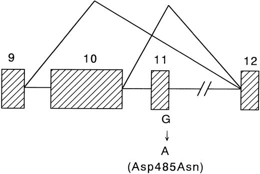 Fig. 2. Schematic representation showing the multiple alterations in the WASP cDNA of the patient. / Exons are shown in shaded area.