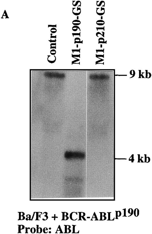 Fig. 4. Sequence-specific cleavage ofBCR-ABLp190 mRNA by M1-p190-GS RNA in Ba/F3+p190 cells transfected with the MFG-M1-p190-RNA vector. / Total RNA was isolated from Ba/F3 + p190 cells (lane 1), Ba/F3 + p190 cells transfected with the MFG-M1-p190-GS expression vector (lane 2), and Ba/F3 + p190 cells transfected with the MFG-M1-p210-GS expression vector (lane 3). Cellular RNA was hybridized to a human ABL probe (A), to a mouse β-actin cDNA (B), to a human Bcl-2 probe (C), and to a 3′-untranslated MFG probe (D). Autoradiography was for 9 hours at −70°C.