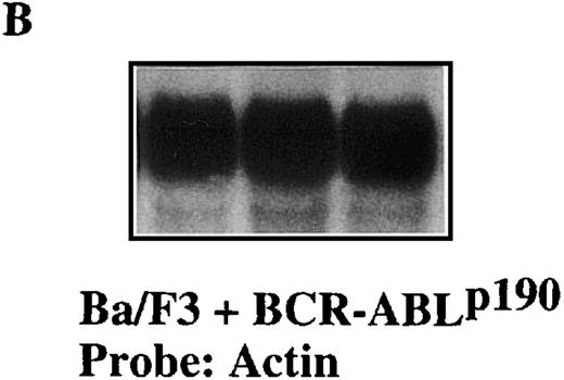 Fig. 4. Sequence-specific cleavage ofBCR-ABLp190 mRNA by M1-p190-GS RNA in Ba/F3+p190 cells transfected with the MFG-M1-p190-RNA vector. / Total RNA was isolated from Ba/F3 + p190 cells (lane 1), Ba/F3 + p190 cells transfected with the MFG-M1-p190-GS expression vector (lane 2), and Ba/F3 + p190 cells transfected with the MFG-M1-p210-GS expression vector (lane 3). Cellular RNA was hybridized to a human ABL probe (A), to a mouse β-actin cDNA (B), to a human Bcl-2 probe (C), and to a 3′-untranslated MFG probe (D). Autoradiography was for 9 hours at −70°C.