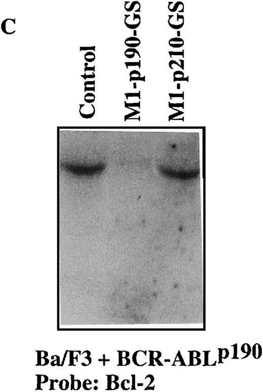Fig. 4. Sequence-specific cleavage ofBCR-ABLp190 mRNA by M1-p190-GS RNA in Ba/F3+p190 cells transfected with the MFG-M1-p190-RNA vector. / Total RNA was isolated from Ba/F3 + p190 cells (lane 1), Ba/F3 + p190 cells transfected with the MFG-M1-p190-GS expression vector (lane 2), and Ba/F3 + p190 cells transfected with the MFG-M1-p210-GS expression vector (lane 3). Cellular RNA was hybridized to a human ABL probe (A), to a mouse β-actin cDNA (B), to a human Bcl-2 probe (C), and to a 3′-untranslated MFG probe (D). Autoradiography was for 9 hours at −70°C.