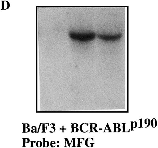 Fig. 4. Sequence-specific cleavage ofBCR-ABLp190 mRNA by M1-p190-GS RNA in Ba/F3+p190 cells transfected with the MFG-M1-p190-RNA vector. / Total RNA was isolated from Ba/F3 + p190 cells (lane 1), Ba/F3 + p190 cells transfected with the MFG-M1-p190-GS expression vector (lane 2), and Ba/F3 + p190 cells transfected with the MFG-M1-p210-GS expression vector (lane 3). Cellular RNA was hybridized to a human ABL probe (A), to a mouse β-actin cDNA (B), to a human Bcl-2 probe (C), and to a 3′-untranslated MFG probe (D). Autoradiography was for 9 hours at −70°C.