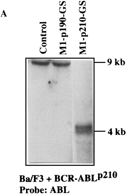 Fig. 5. Specific suppression ofBCR-ABLp210 mRNA transcripts in Ba/F3 + p210 cells transfected with the MFG-M1-p210-RNA vector. / Total RNA was isolated from Ba/F3 + p210 cells (lane 1), Ba/F3 + p210 cells transfected with the MFG-M1-p190-GS expression vector (lane 2), and Ba/F3 + p210 cells transfected with the MFG-M1-p210-GS expression vector (lane 3). Cellular RNA was hybridized to a human ABL probe (A), to a mouse β-actin cDNA (B), to a human Bcl-2 probe (C), and to a 3′-untranslated MFG probe (D). Autoradiography was for 9 hours at −70°C.
