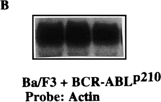 Fig. 5. Specific suppression ofBCR-ABLp210 mRNA transcripts in Ba/F3 + p210 cells transfected with the MFG-M1-p210-RNA vector. / Total RNA was isolated from Ba/F3 + p210 cells (lane 1), Ba/F3 + p210 cells transfected with the MFG-M1-p190-GS expression vector (lane 2), and Ba/F3 + p210 cells transfected with the MFG-M1-p210-GS expression vector (lane 3). Cellular RNA was hybridized to a human ABL probe (A), to a mouse β-actin cDNA (B), to a human Bcl-2 probe (C), and to a 3′-untranslated MFG probe (D). Autoradiography was for 9 hours at −70°C.