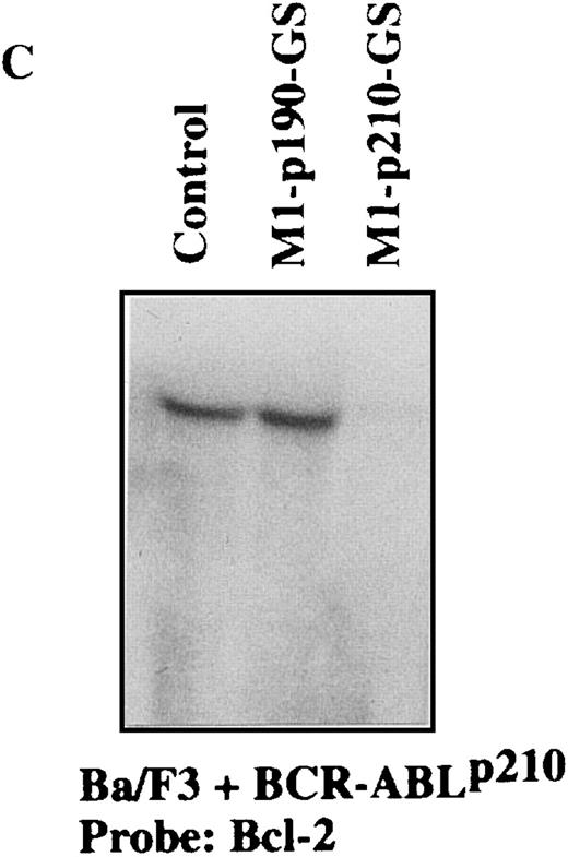 Fig. 5. Specific suppression ofBCR-ABLp210 mRNA transcripts in Ba/F3 + p210 cells transfected with the MFG-M1-p210-RNA vector. / Total RNA was isolated from Ba/F3 + p210 cells (lane 1), Ba/F3 + p210 cells transfected with the MFG-M1-p190-GS expression vector (lane 2), and Ba/F3 + p210 cells transfected with the MFG-M1-p210-GS expression vector (lane 3). Cellular RNA was hybridized to a human ABL probe (A), to a mouse β-actin cDNA (B), to a human Bcl-2 probe (C), and to a 3′-untranslated MFG probe (D). Autoradiography was for 9 hours at −70°C.
