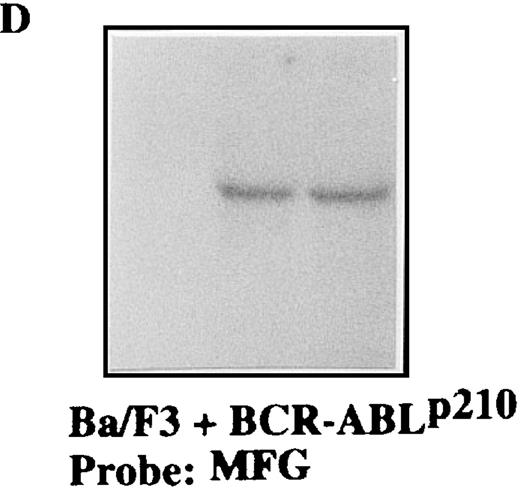 Fig. 5. Specific suppression ofBCR-ABLp210 mRNA transcripts in Ba/F3 + p210 cells transfected with the MFG-M1-p210-RNA vector. / Total RNA was isolated from Ba/F3 + p210 cells (lane 1), Ba/F3 + p210 cells transfected with the MFG-M1-p190-GS expression vector (lane 2), and Ba/F3 + p210 cells transfected with the MFG-M1-p210-GS expression vector (lane 3). Cellular RNA was hybridized to a human ABL probe (A), to a mouse β-actin cDNA (B), to a human Bcl-2 probe (C), and to a 3′-untranslated MFG probe (D). Autoradiography was for 9 hours at −70°C.