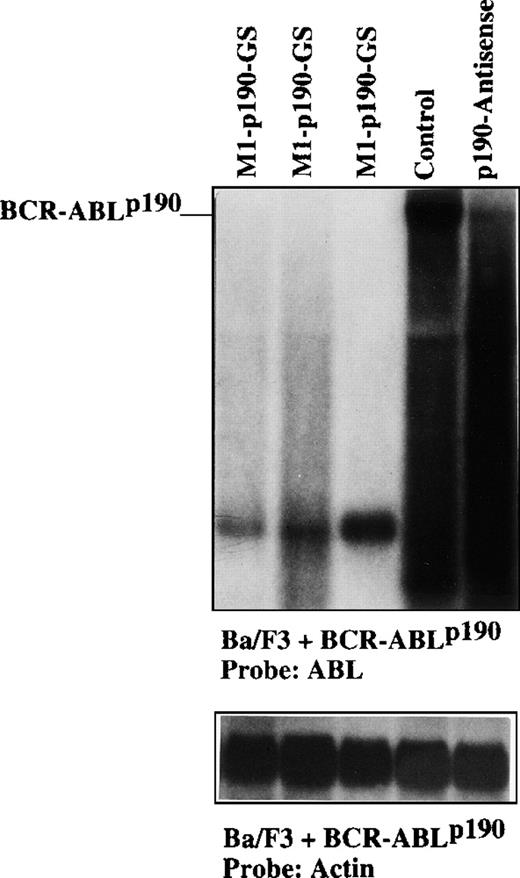 Fig. 6. Comparison of suppression ofBCR-ABLp190 mRNA transcripts. / Direct comparison of suppression ofBCR-ABLp190 mRNA transcripts in Ba/F3 + p190 cells transfected either with the MFG-M1-p190-RNA vector or with the same vector carrying only theBCR-ABLp190 antisense sequences. Total RNA was isolated from Ba/F3 + p190 cells transfected with the MFG-M1-p190-GS expression vector (lanes 1-3), control Ba/F3 + p190 cells (lane 4), and Ba/F3 + p190 cells transfected with the MFG-p190-antisense expression vector32 (lane 5). Cellular RNA was hybridized to a human ABL probe. RNA integrity was demonstrated by hybridizing the same filter with a mouse β-actin cDNA probe. Autoradiography was for 9 hours at −70°C.