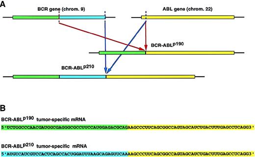 Fig. 1. Overview of the strategy used to target the BCR-ABL mRNA by RNase P. (A) The translocation t(9:22)(q34;11) in Ph1+-leukemia. / The BCR-ABL oncogene is created by the translocation of sequences from the ABL gene on chromosome 9 to the BCRgene on chromosome 22. The same cytogenetic aberration can generate alternative chimeric mRNA and proteins, depending on the precise breakpoint within the BCR gene.BCR-ABLp190 and p210 oncogenes contain identical ABL-derived sequences but differ in the number of BCR nucleotides. (B) Nucleotide sequences of the fusion point between BCR and ABL sequences inBCR-ABLp190 andBCR-ABLp210 cDNA. The chimeric molecules generated by the recurrent chromosomal rearrangements represent ideal therapeutic targets because they are unique to the disease state. (C) Inhibition of the tumor-specific product by the specific cleavage of the tumor-specific BCR-ABLp190 andBCR-ABLp210 products by RNase P.
