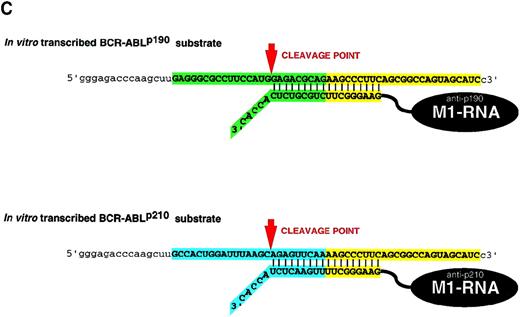 Fig. 1. Overview of the strategy used to target the BCR-ABL mRNA by RNase P. (A) The translocation t(9:22)(q34;11) in Ph1+-leukemia. / The BCR-ABL oncogene is created by the translocation of sequences from the ABL gene on chromosome 9 to the BCRgene on chromosome 22. The same cytogenetic aberration can generate alternative chimeric mRNA and proteins, depending on the precise breakpoint within the BCR gene.BCR-ABLp190 and p210 oncogenes contain identical ABL-derived sequences but differ in the number of BCR nucleotides. (B) Nucleotide sequences of the fusion point between BCR and ABL sequences inBCR-ABLp190 andBCR-ABLp210 cDNA. The chimeric molecules generated by the recurrent chromosomal rearrangements represent ideal therapeutic targets because they are unique to the disease state. (C) Inhibition of the tumor-specific product by the specific cleavage of the tumor-specific BCR-ABLp190 andBCR-ABLp210 products by RNase P.