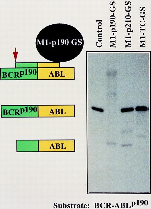 Fig. 2. Sequence-specific cleavage ofBCR-ABLp190 substrate by M1-p190-GS. / Autoradiograph of cleavage products generated by M1-GS constructs.BCR-ABLp190 substrate was incubated either alone (lane 1), with M1-p190-GS (lane 2), with M1-p210-GS (lane 3), or with M1-TC-GS (lane 4). Schematic representation of specific complexes and products formed by M1-p190-GS and substrates (lane 2) are indicated on the left. However, an inappropriate cleavage was generated under the conditions used in lanes 3 and 4. The nature of these products and of the apparent miscleavages has not been determined.