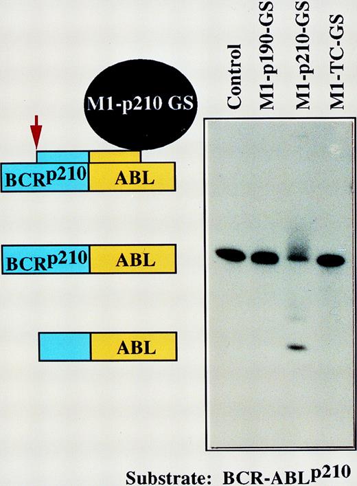 Fig. 3. Sequence-specific cleavage ofBCR-ABLp210 substrate by M1-p210-GS. / Autoradiograph of cleavage products generated by M1GS constructs.BCR-ABLp210 substrate was incubated either alone (lane 1), with M1-p190-GS (lane 2), with M1-p210-GS (lane 3), or with M1-TC-GS (lane 4). Schematic representation of specific complexes and products formed by M1-p210-GS and substrates (lane 3) are indicated on the left. Total digestion ofBCR-ABLp210 substrate can be obtained by M1-p210-GS if the time of incubation is longer (data not shown).