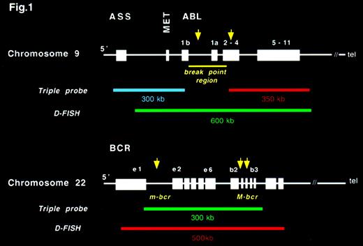 Fig. 1. Structure of ABL and BCR genes and the probes used in the triple-probe/3-color and D-fluorescence in situ hybridization (FISH) systems.