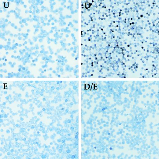 Fig. 3. Interference with CBP and p300 function in erythroid cells leads to a block in differentiation. / MEL cells stably expressing a conditional, estradiol-dependent form of E1A were left untreated (U), or were treated with the differentiation-inducing agent DMSO (D), estradiol (E), or both (D/E). To monitor differentiation, cells were stained with benzidine, which stains hemoglobin (brown), and counterstained with May-Grunwald. Note the absence of benzidine-positive cells following estradiol-induced E1A activation (D/E). Control cell lines expressing mutant forms of E1A defective for CBP and p300 binding had no effect (not shown). For details, see Blobel et al.68