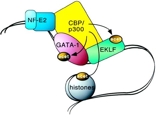 Fig. 4. Hypothetical model in which NF-E2, GATA-1, and EKLF cooperate to recruit CBP and p300 to the locus control region of the β-globin gene cluster. / This could lead to acetylation of nearby histones and transcription factors. Acetylation of histones leads to changes in chromatin structure, and acetylation of transcription factors might stabilize their interaction with DNA or alter their transcriptional activity. It is conceivable that this high molecular weight complex also connects to the promoters of the globin genes through a looping mechanism.