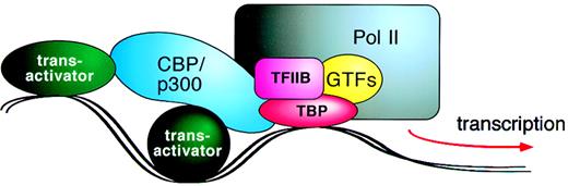 Fig. 5. Hypothetical model in which CBP and p300 link DNA-bound nuclear factors to components of the basal transcription machinery. / GTFs, general transcription factors; TBP, TATA-binding protein, Pol II, RNA polymerase II.