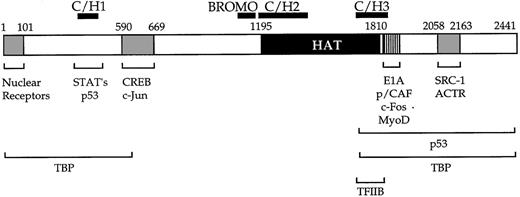 Fig. 1. Structure of CBP adapted from Shikama et al.8. / Not all known CBP interacting proteins are shown. Amino acid numbers are approximate. HAT, histone acetyltransferase domain; CH, cysteine/histidine-rich region; BROMO, Bromodomain. Bromodomains are found in most histone acetyltransferases and in many chromatin-associated factors. Bromodomains specifically bind to acetylated lysine.167 CBP and p300 interact with tissue-specific (eg, MyoD), broadly expressed (eg, nuclear receptors), and general (eg, TFIIB and TBP) transcription factors. In addition, CBP and p300 interact with oncoproteins, including c-Jun and c-Fos, and tumor supressor proteins such as p53. CBP and p300 also interact with other HAT-containing molecules, such as p/CAF, SRC-1, and ACTR. Finally, CBP and p300 regulate the activity of signal-dependent transcriptional activators such as CREB and the STATs.