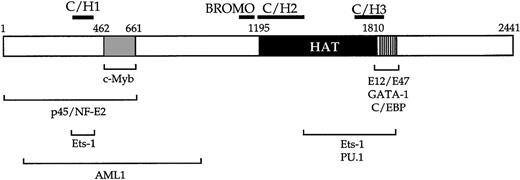 Fig. 2. Structure of CBP indicating docking sites for hematopoietic transcription factors. / See text for a detailed description of the listed factors. The domain(s) of CBP responsible for EKLF binding has not yet been determined. The observation that different factors interact with distinct domains of CBP might explain the transcriptional synergy observed between many of these factors.