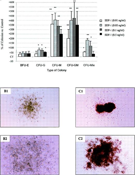 Fig. 10. SDF-1 stimulates colony formation by PB Inc+ CD34+ progenitor cells released from quiescence by anti–TGF-β antibody treatment. / PB Inc+ CD34+ cells, purified after overnight incubation on a plastic support were incubated for 48 hours in serum-free liquid culture medium without cytokine (Stem α A) containing or not containing anti–TGF-β antibody (5 μg/mL) or its isotype IgY control (5 μg/mL). Cells were harvested, counted, and plated in duplicate at a density of 500 cells/mL on methylcellulose medium containing IL3, IL6, IL11, SCF, G-CSF, GM-CSF, and Epo (Stem α ID) in the presence or absence of SDF-1 at various concentrations. Colonies were scored on day 18. (A) Data are expressed as mean percentages of SDF-1 untreated control cells (CT) ± SD calculated by subtracting the percentage of colonies obtained with control CD34+cells not treated with anti–TGF-β antibody from that for anti–TGF-β-treated CD34+ cells. Control (not treated with SDF-1) colony numbers were 25.4 ± 2.5 (CFU-G); 4.3 ± 1.2 (CFU-M); 1.2 ± 0.6 (CFU-GM); 6.6 ± 1.2 (CFU-Mix); 66 ± 1.6; and 16.6 ± 2 (mature and immature BFU-E, respectively). The control plating efficiency, calculated on the total number of colonies was 37.9% ± 3.3% (n = 3 independent experiments). Photomicrographs of (B) CFU-M and (C) CFU-Mix from anti–TGF-β antibody-treated CD34+ cells incubated (B1 and C1) without or (B2 and C2) with SDF-1, × 40. An asterisk indicates significant differences from control values: * .001 < P < .05; ** .0001 < P < .001; *** P < .0001.