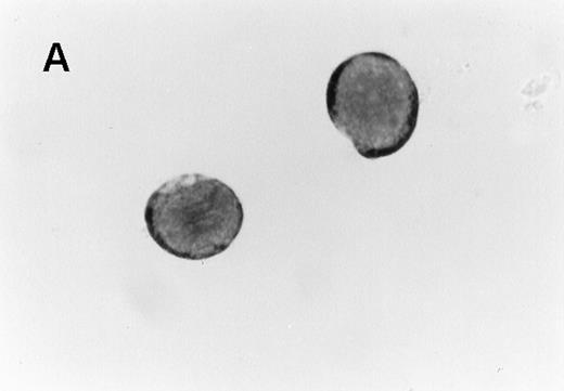 Fig. 2. Appearance of CD41brightc-kitbright cells. / (A) Cells sorted in the CD41bright c-kitbrightfraction were stained with Giemsa following cytocentrifugation. (B) CD41high c-kithigh cells after incubation with murine TPO (25 ng/mL) for 2 days. The magnification of the two images is similar (×1000).
