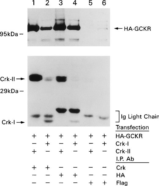Fig. 1. Crk-I and Crk-II coimmunoprecipitate with GCKR. HEK 293T cells were transfected with constructs that directed the expression of HA-GCKR and Crk-I or Crk-II. / Lysates prepared from the transfected cells were immunoprecipitated with HA, FLAG (control antibody), or a Crk antibody as indicated. The immunoprecipitates were fractionated on SDS-PAGE, transferred, and blotted with the HA antibody (top) or the Crk antibody (bottom). Locations of HA-GCKR, Crk-II, and Crk-I are indicated with arrows as the immunoglobulin light chains. These experiments were performed 3 times with similar results.