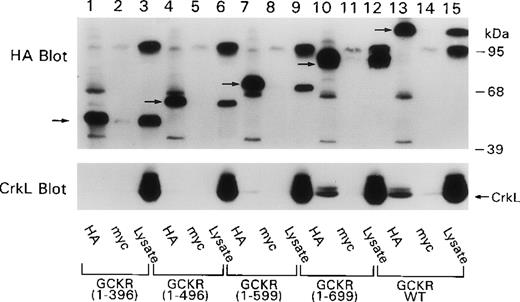 Fig. 2. Coimmunoprecipitation of CrkL with GCKR depends on the region in GCKR between amino acids 599 and 699. / HEK 293T cells were transfected with constructs that directed the expression of CrkL and GCKR or truncated versions of GCKR. Cell lysates and myc (control antibody) and HA antibody immunoprecipitates were analyzed by immunoblotting. The blot was sequentially reacted with the HA antibody (top) and the CrkL antibody (bottom). CrkL is indicated by an arrow. The truncated GCKR proteins can be seen in the cell lysate and in the HA immunoprecipitation lanes (arrows). Several nonspecific proteins are also present (top), the most prominent just below 95 kd in the cell lysate lanes.