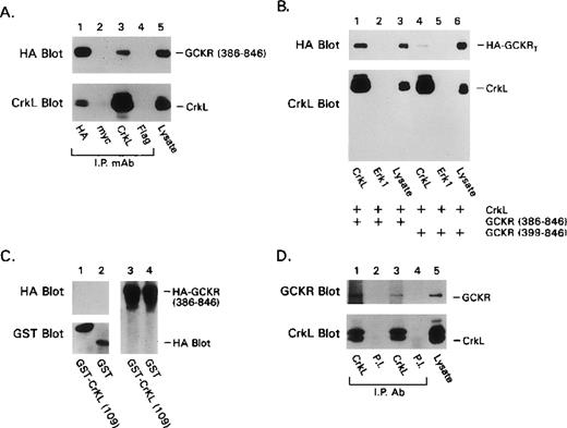 Fig. 3. Further requirements for the interaction of GCKR and CrkL and demonstration of an association of the endogenous proteins. / (A) The regulatory domain of GCKR interacts with CrkL. Constructs directing the expression of HA-GCKR 386–846 and CrkL were cotransfected into HEK 293T cells. The indicated immunoprecipitates and a cell lysate were examined for either HA or CrkL expression. Anti-myc antibody was used as a control. (B) The P2 motif in GCKR was required to detect a strong GCKR/CrkL interaction. Constructs directing the expression of HA-GCKR386–846 (lanes 1-3); CrkL (lanes 1-6); and HA-GCKR399–846 (lanes 4-6) were transfected into HEK 293T. The indicated immunoprecipitates or cell lysates were analyzed for HA or CrkL expression by immunoblotting. The designation HA-GCKRT indicated both truncated forms of GCKR, whose mobilities on SDS-PAGE were indistinguishable. (C) The CrkL SH2 domain did not contribute to the interaction with the GCKR regulatory domain. Constructs directing the expression of HAGCKR386–846, GST (lanes 2, 4) or GST-CRKL1–109 (lanes 1, 3) were transfected into HEK 293T cells. Cell lysates extracted with glutathione-Sepharose 4B beads (Pharmacia Biotech AB) were analyzed for GST and HA-GCKR expression by immunoblotting. HA-GCKR386–846expression was similar in the GST- and the GST-CRKL1-109-transfected cells (lanes 3, 4). (D) GCKR and CrkL are constitutively associated in K562 cells. CrkL immunoprecipitates of cell lysates prepared from 10 × 106 million K562 cells or cell lysates from 0.5 × 106 cells were analyzed for GCKR expression using a GCKR specific antiserum. A preimmune antiserum (P.I.) was used as a control. Results from 2 different experiments (lanes 1, 2 and lanes 3, 4) are shown. Each of these experiments was preformed at least twice with similar results.