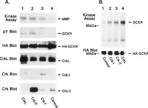 Fig. 5. Crk proteins activate GCKR kinase activity. / (A) Coexpression of Crk proteins enhances GCKR kinase activity. HEK 293T was transfected with a control or with constructs that direct the expression of Crk-I, Crk-II, or CrkL and HA-GCKR. HA-immunoprecipitates were subjected to an in vitro kinase assay using myelin basic protein (MBP) as a substrate (autoradiograph, labeled as kinase assay). The SDS-PAGE fractionated in vitro kinase assay was analyzed by immunoblotting for phosphotyrosine (pY blot). In addition, cell lysates prepared from the same transfections were analyzed by immunoblotting for HA-GCKR (HA blot), CrkL (CrkL blot), and Crk-I and Crk-II (Crk blot). (B) Coexpression of Crk proteins triggers GCKR phosphorylation. HA-GCKR immunoprecipitates from cells transfected as in A were subjected to an in vitro kinase assay in the absence of an exogenous substrate (autoradiograph, labeled as kinase assay). Cell lysate analyzed for HA-GCKR expression by immunoblotting. Each of these experiments was performed at least twice.