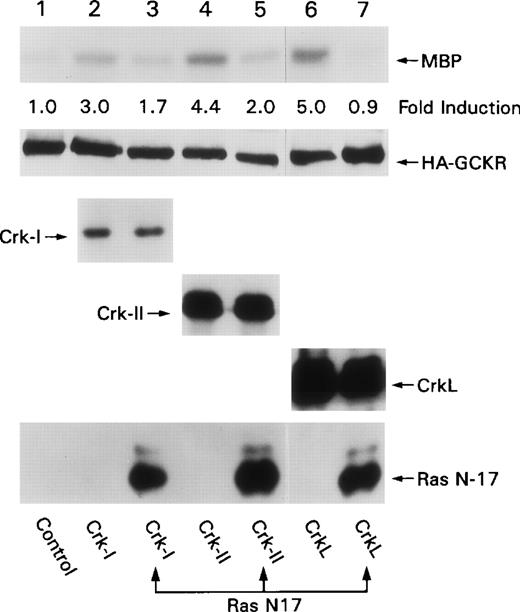 Fig. 6. Ras N-17 blocks Crk-induced GCKR activation. HEK 293T cells were cotransfected constructs directing the expression of HA-GCKR in conjunction with Crk-I (lanes 2, 3), Crk-II (lanes 4, 5), CrkL (lanes 6, 7), or a control plasmid (lane 1) in the presence (lanes 3, 5, 7) or absence of Ras N-17 (lanes 1, 2, 4, 6). / HA-GCKR immunoprecipitates were assayed for activity using an in vitro kinase with MBP as a substrate. The fold induction compared to HA-GCKR immunoprecipitate from the control transfection is indicated. Levels of Crk-I, Crk-II, CrkL, Ras N-17, and HA-GCKR expression as detected by immunoblotting are shown. These experiments were performed twice.