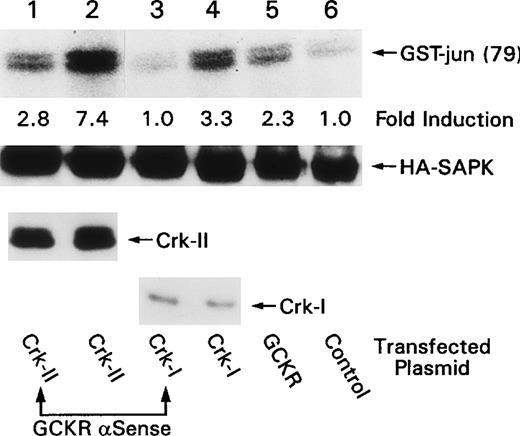 Fig. 7. Evidence for GCKR involvement in Crk-I- and Crk-II-induced SAPK activation. / HEK 293 cells were cotransfected with constructs that direct the expression of HA-SAPK (lanes 1 to 6), Crk-II (lanes 1, 2), Crk-I (lanes 3, 4), or GCKR (lane 5) in the presence (lanes 1, 3) or absence (lanes 2, 4 to 6) of a construct that expressed a GCKR antisense RNA. HA-SAPK immunoprecipitates were subjected to an in vitro kinase assay using GST-jun1–79 as a substrate. The fold induction compared to HA-SAPK alone is indicated. The levels of HA-SAPK, Crk-II, and Crk-I as detected by immunoblotting are shown below. These experiments were performed twice with similar results.