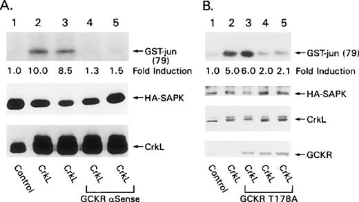 Fig. 8. Evidence that GCKR is required for CrkL-induced SAPK activation. / (A) A GCKR antisense construct inhibits CrkL-induced SAPK activation. HEK 293 cells were cotransfected with constructs that direct the expression of HA-SAPK (lanes 1 to 5), CrkL (lanes 2 to 5), and a GCKR antisense RNA (lanes 4, 5). HA-SAPK immunoprecipitates were subjected to an in vitro kinase assay using GST-jun1–79 as a substrate. The fold induction compared to the control is shown below the in vitro kinase assay result. Levels of HA-SAPK and CrkL expression are shown as detected by immunoblotting. (B) GCKRT178A inhibits CrkL-induced SAPK activation. HEK 293 cells were cotransfected with constructs that direct the expression of HA-SAPK (lanes 1 to 5), CrkL (lanes 2 to 5), and increasing concentrations of GCKRT178A (1, 2, and 3 μg/mL, lanes 3 to 5, respectively). HA-SAPK immunoprecipitates were subjected to an in vitro kinase assay using GST-jun1–79 as a substrate. The fold induction compared to cells transfected only with the construct directing HA-SAPK expression is indicated below the autoradiograph. Levels of HA-SAPK, CrkL, and GCKRT178A as detected by immunoblotting are shown. Low levels of endogenous GCKR are detected (lanes 1, 2, bottom). These experiments were performed twice with similar results.