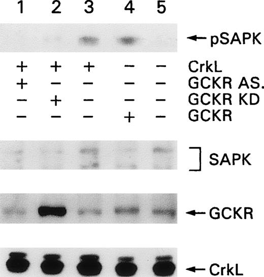 Fig. 9. GCKR involvement in CrkL-induced SAPK activation in K562 cells. / K562 cells were transfected with contructs directing the expression of CrkL (lanes 1 to 3), antisense GCKR (lane 1), kinase inactive GCKR (lane 2), or wild-type GCKR (lane 4). Levels of phosphorylated SAPK were detected with an antibody specific for pSAPK. Levels of SAPK, GCKR, and CrkL in the cell lysates were detected by immunoblotting with SAPK, GCKR, and CrkL-specific antibodies. This experiment was performed twice with similar results.