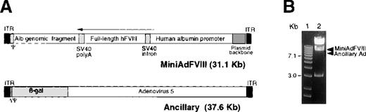 Fig. 1. (A) Structure of MiniAdFVIII and ancillary vectors. / MiniAdFVIII is devoid of all viral genes. The presence of the adenovirus ITRs and packaging signal (Ψ) allows the MiniAdFVIII vector to replicate and package efficiently in cells coinfected with the ancillary vector and expressing adenovirus E1 early proteins. (arrow) Direction of transcription. The ancillary vector is an E1-substituted adenovirus with a partially deleted packaging signal. (B) Detection of ancillary vector in MiniAdFVIII preparations. Total viral DNA from 6 × 1010 viral particles was extracted and digested with PshAI. The expected bands for MiniAdFVIII are 17 300, 9949, 3233, and 627 bp; for the ancillary vector, they are 21 382, 8497, and 7770 bp, respectively. The position of the bands for MiniAdFVIII (9949 bp) and ancillary (8497 bp and 7770 bp) vectors are indicated. (1) Molecular weight markers, 1-kb ladder (GIBCO). (2) Viral DNA digested with PshAI restriction enzyme.